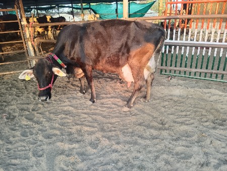 ગાય વેચવાની છે