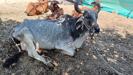 थंबनेल 2