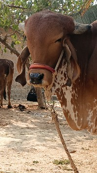 વાછડી વેચવાની છે