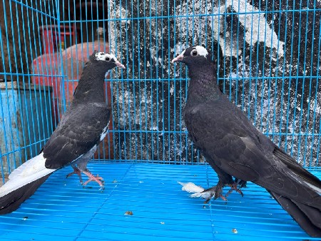 kabutar vechvana che