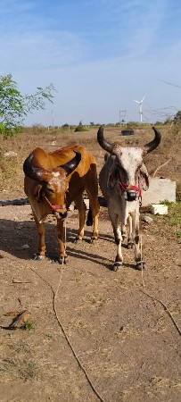 थंबनेल 2