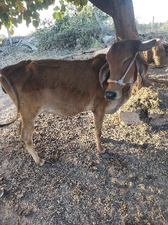 थंबनेल 2