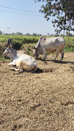 બળદ વેચવાના છે