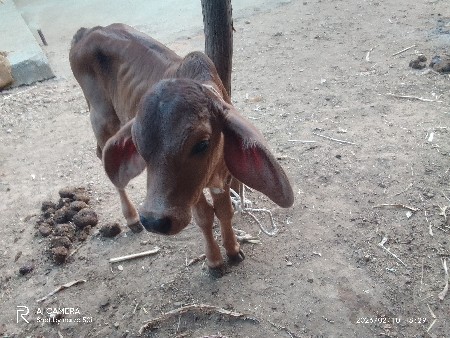 थंबनेल 3