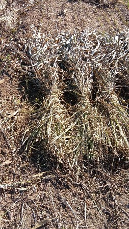 જુવાર ની નિરણ વેચવાની છે