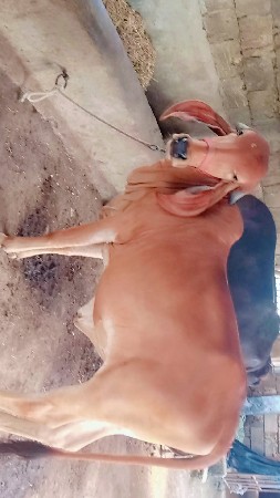 थंबनेल 2