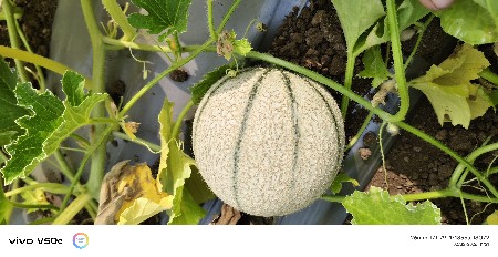 ટેટી નો પ્લોટ વેચવાનો છે