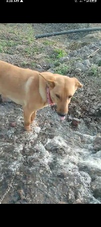 દેસી કુતરો છે