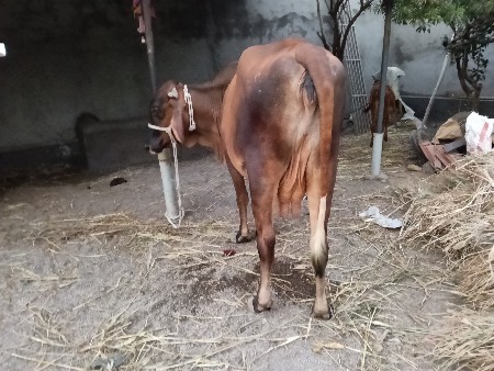 ગીર ક્રોસ ગાય વેચવા ની છે