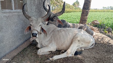 थंबनेल 2