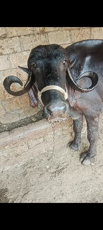 આ ભેંસ વેચવાની છે