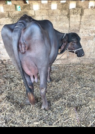 ભેંસ વેચવાની છે