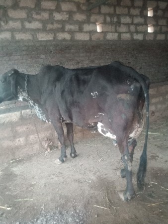 આ ગાય વેચવાની છે