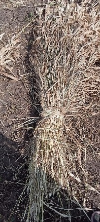 juvar ni sar vesvani se