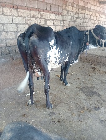 આ ગાય વેચવાની છે