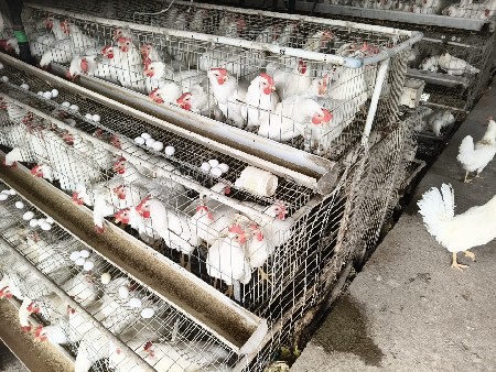 મુરઘા ની ચરક