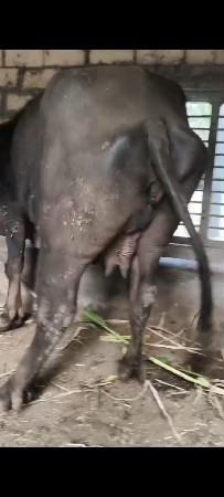 थंबनेल 3