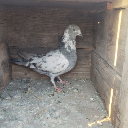 થંબનેલ 2