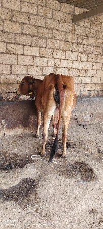 વેસવાની