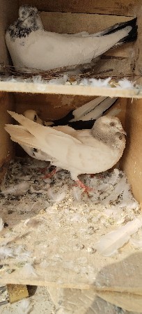 pigeons for sell