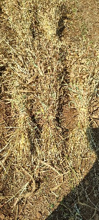 જુવારની નીરણ વેચવાની છે