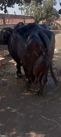 થંબનેલ 3