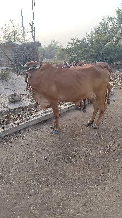 ગીર ગાય વેચવાની છે