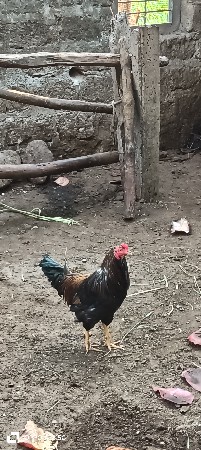 દેશી કુકડા વેશવાના છે