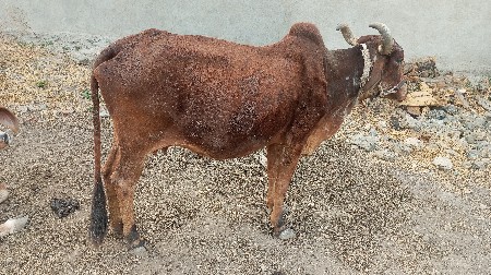 થંબનેલ 3