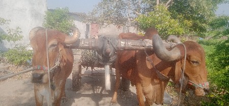 બરધવેસવાના....દેસીસે