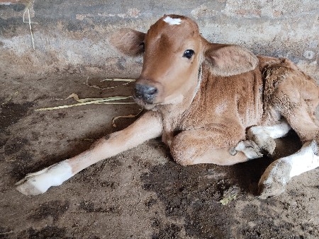 थंबनेल 2