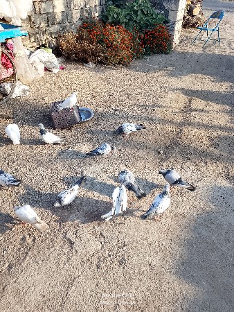 થંબનેલ 2