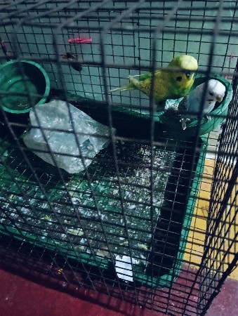 વૅચવાની છૅ