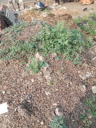 sisodiya rajdeep 8160433089