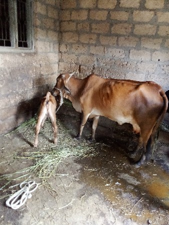 थंबनेल 2