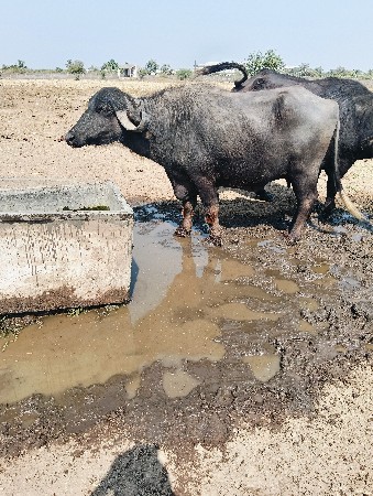 थंबनेल 3