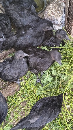 થંબનેલ 3