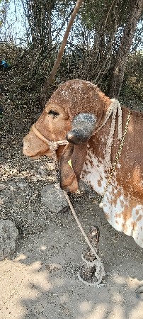 વાછડી વેચવાની છે