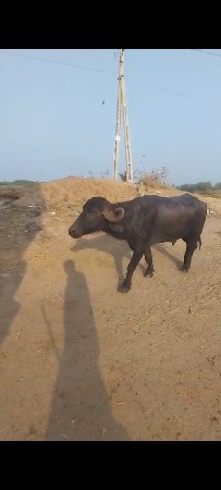 પાડો વેચવાનો છે