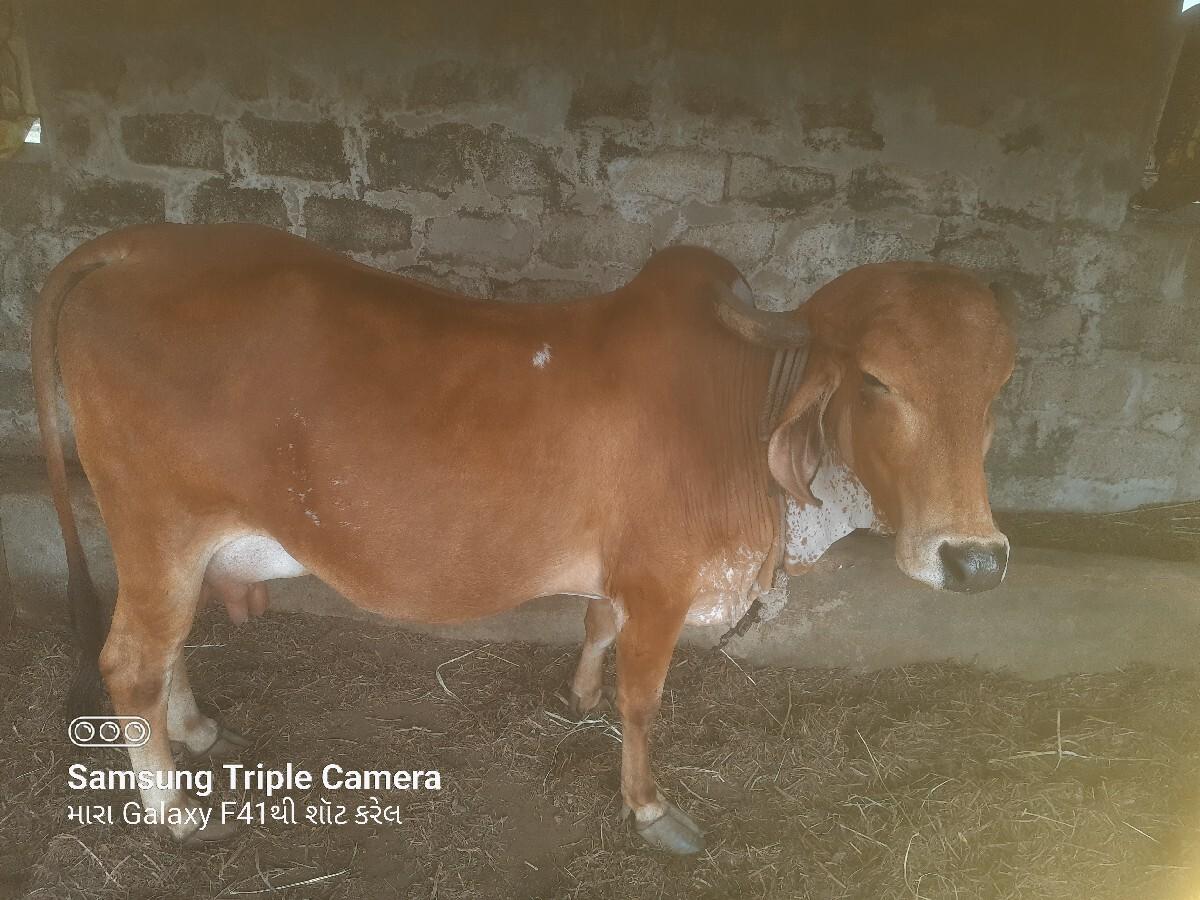 ગીર ગાય વેચવાની છે 3 વેતર