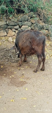 થંબનેલ 3