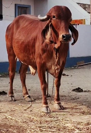 ગીર ગાય આપવાની છે ૩ વેતર વાંકાનેર