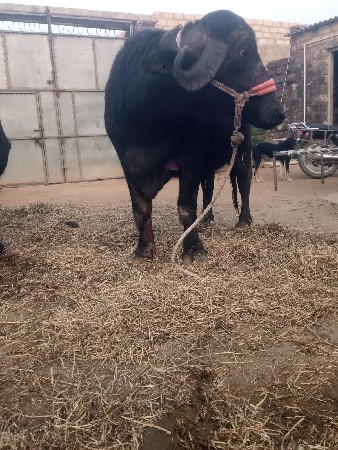 थंबनेल 2