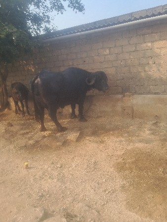 थंबनेल 2