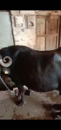 થંબનેલ 3