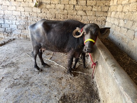 એકમાં 6 l દૂધ મહિનાની ની વેણલ