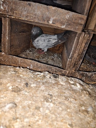 ફુલ ઉડાન