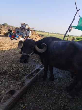 थंबनेल 2