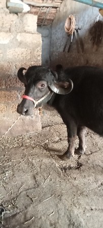 થંબનેલ 2