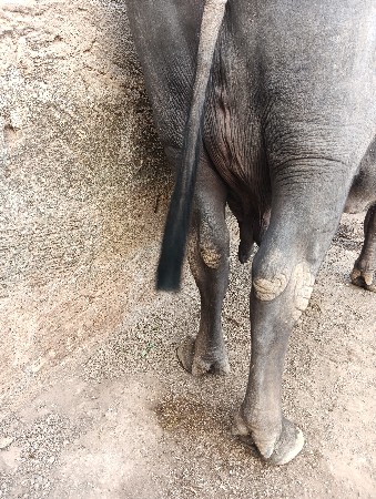 ભેશ  નિચે પાડો 3 મહિના છે